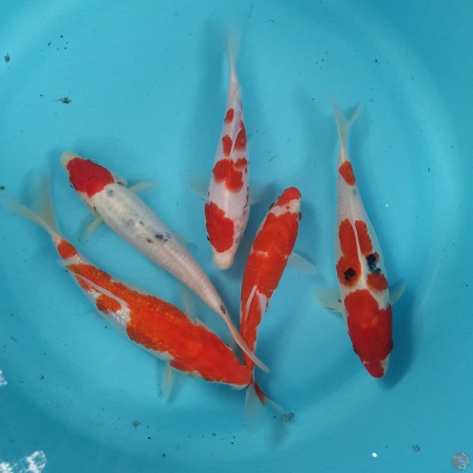 mix Koi 17-20cm