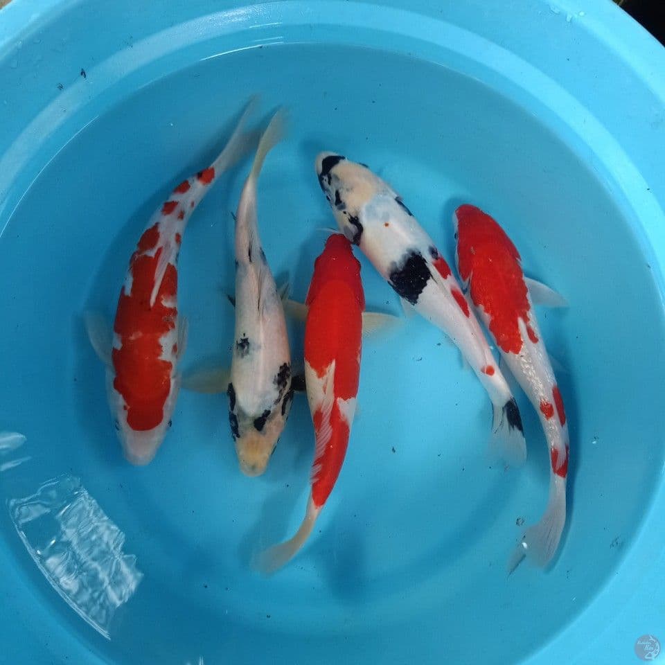 Mix Koi 26-30cm