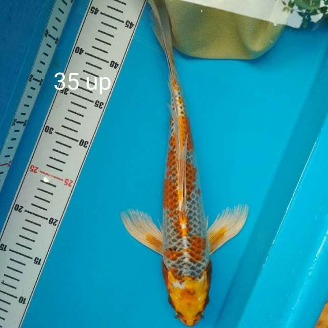 Beauty Dragon Fly Bakat Jumbo