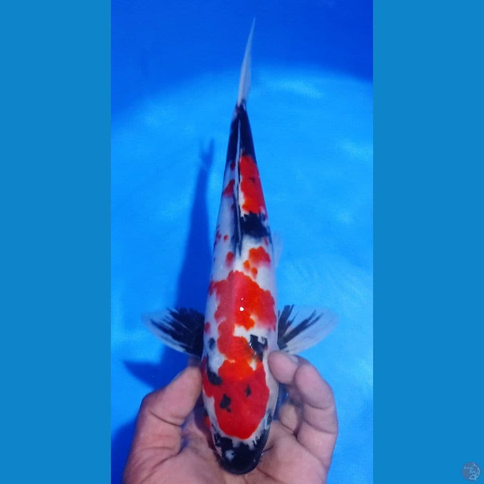 showa 33