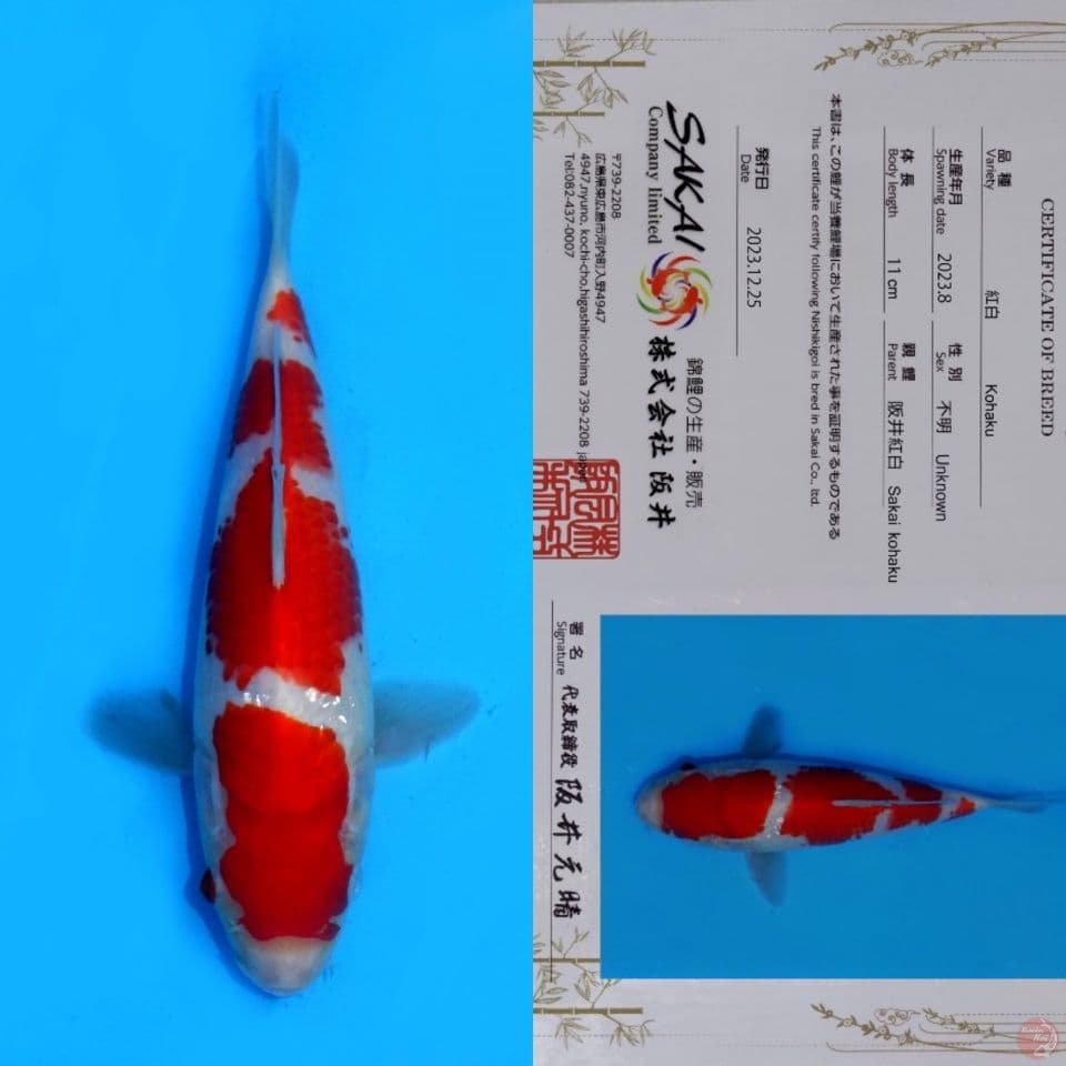 SAKAI KOHAKU HQ 21CM