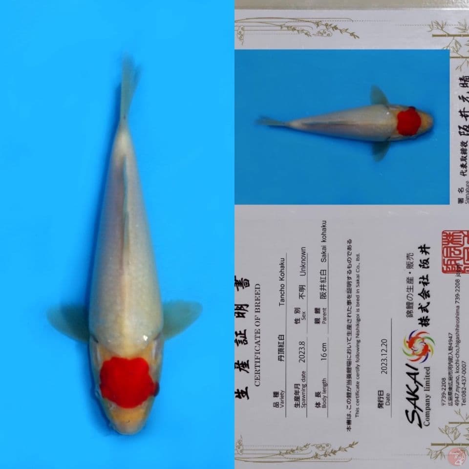 SAKAI TC KOHAKU HQ 27CM