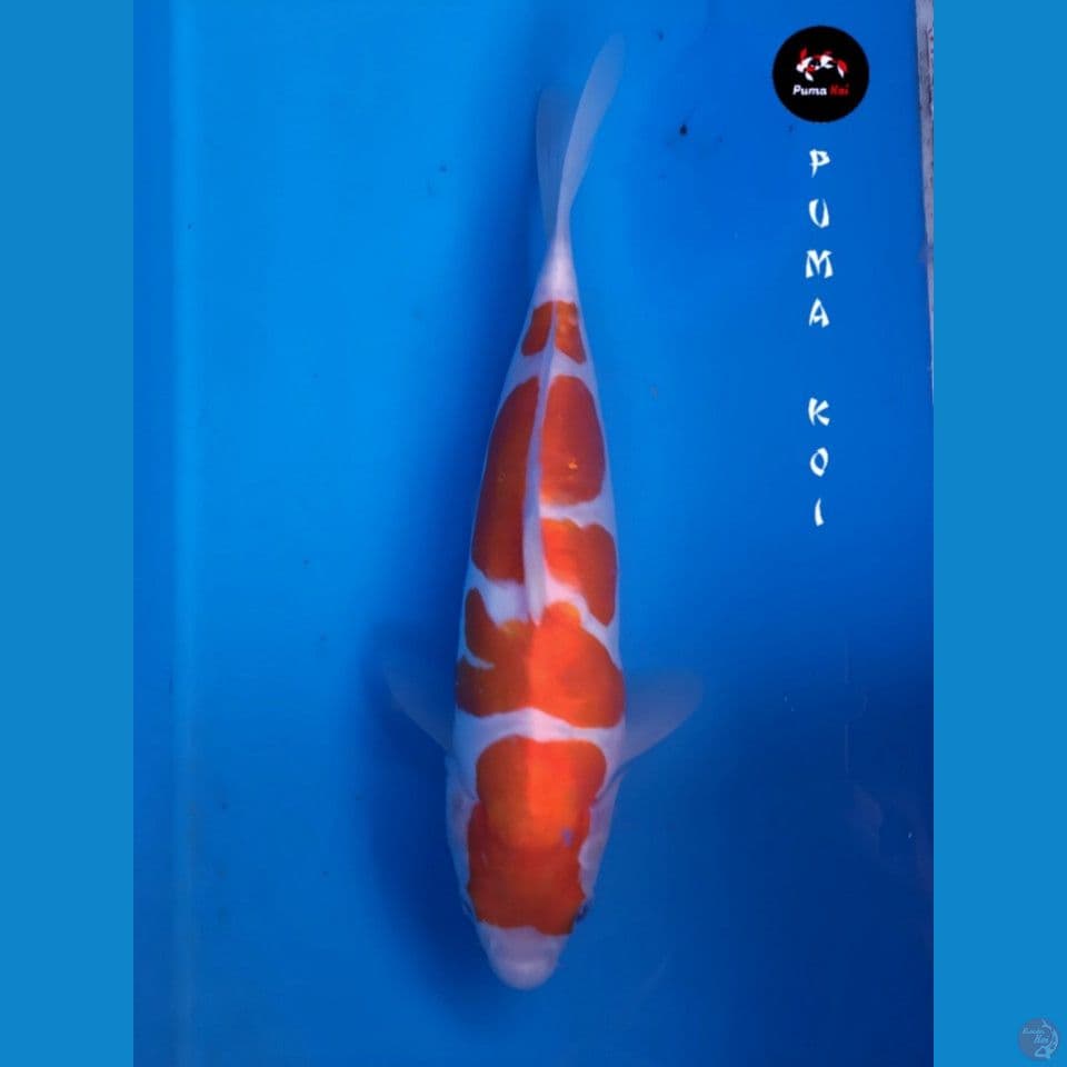 Yondan Kohaku