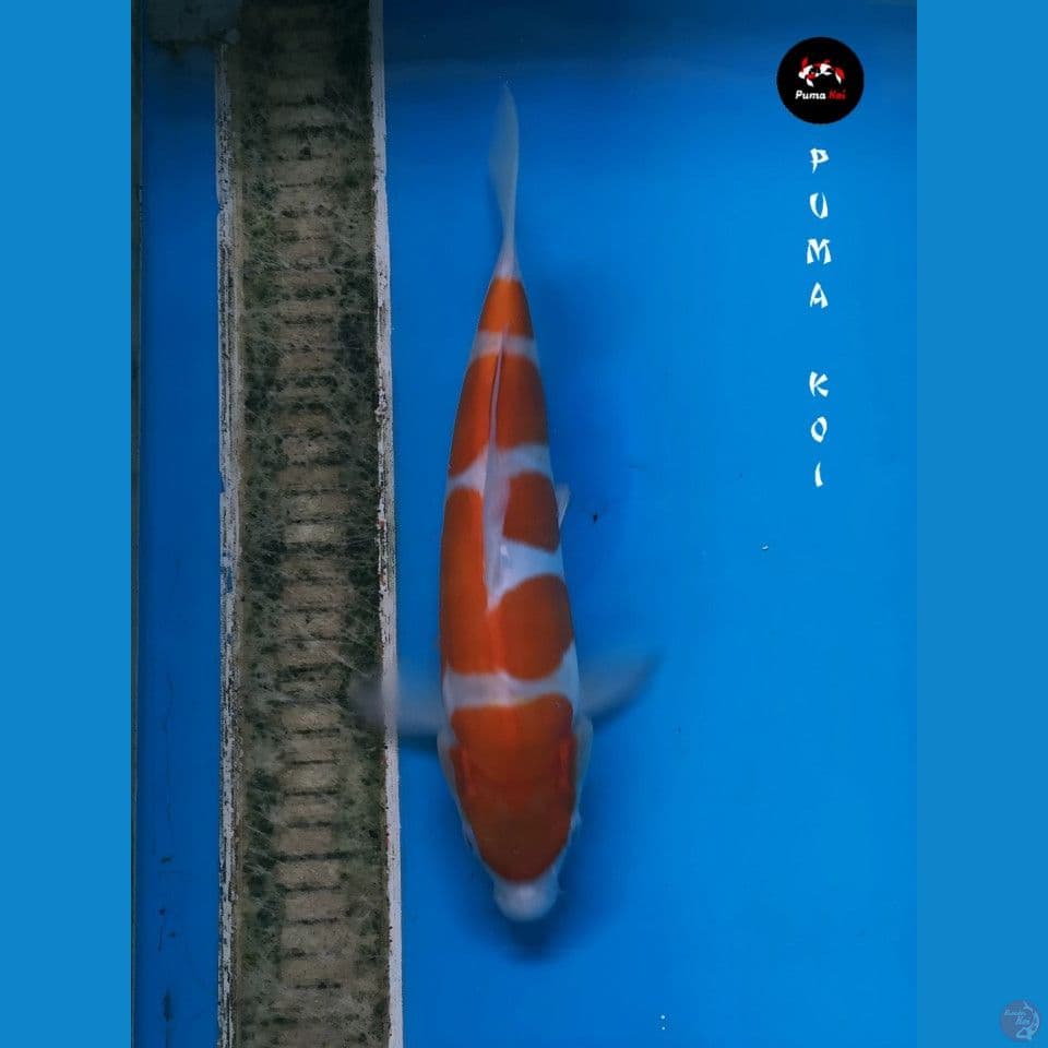 Yondan Kohaku HQ 27cm