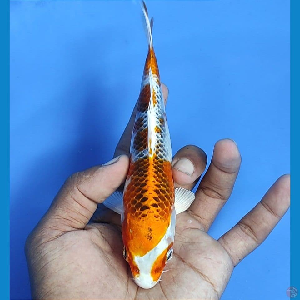 kujaku 18cm