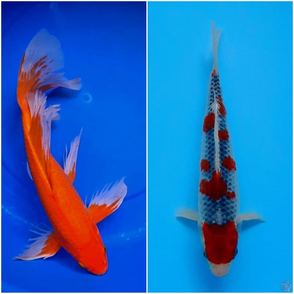 37,22cm all male