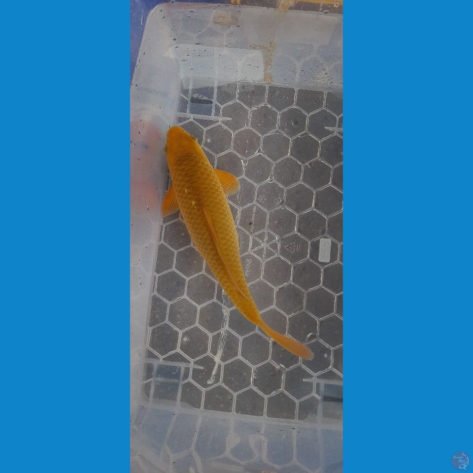 33CM CARAMEL MADINA AZIZ