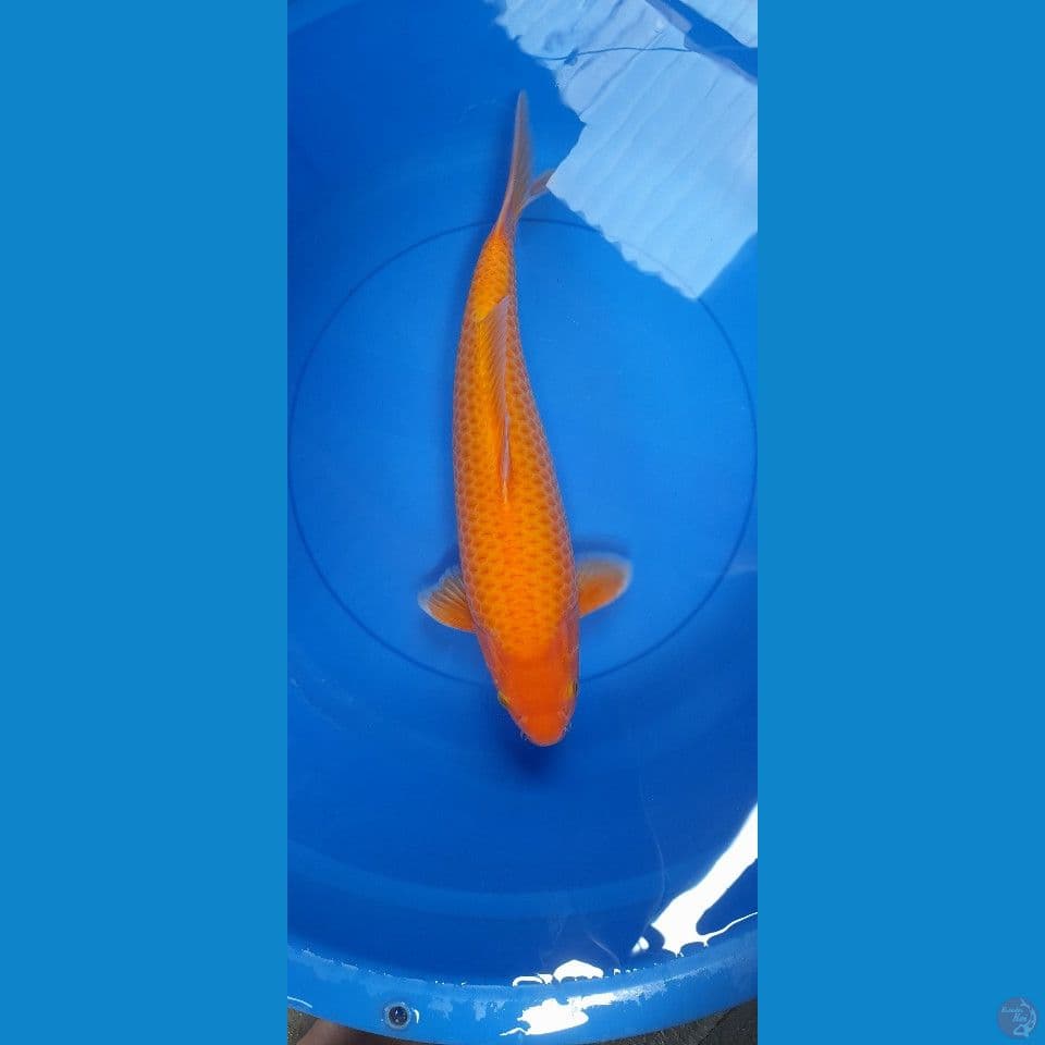 M43cm Red karasi Quality