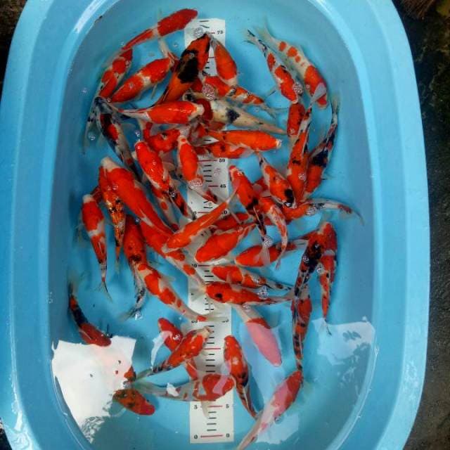 Mix Koi 50 Ekor