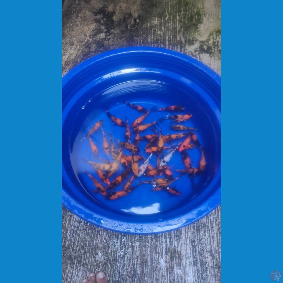 Paket Mix mantab 50ekor 9-15cm™