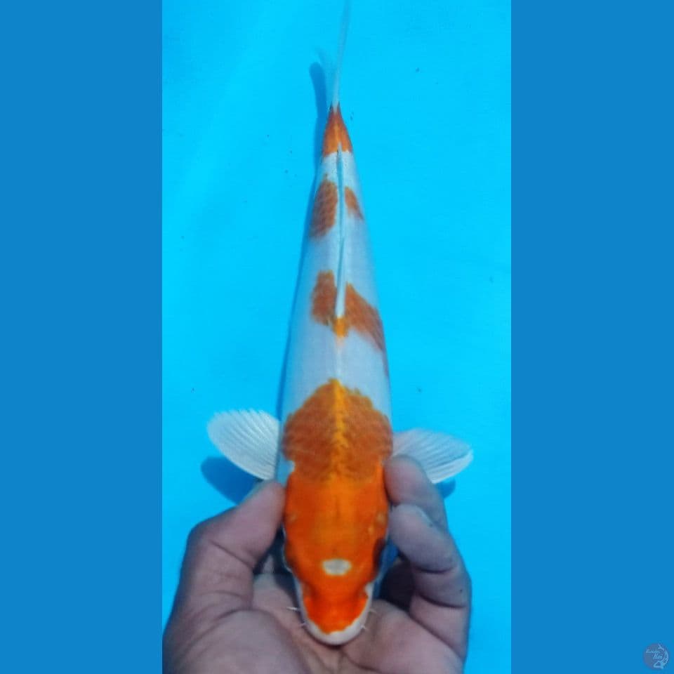 HARIWAKE 31