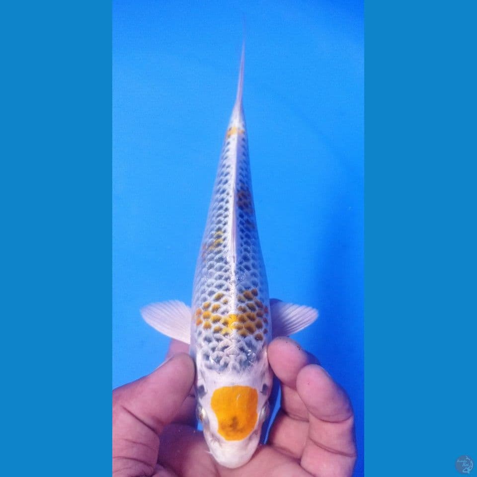 KANOKO 23