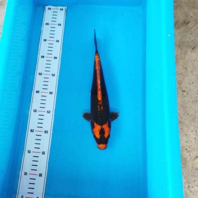 ORANGE KABUTO