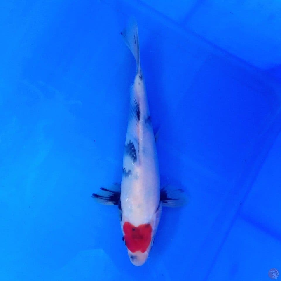 TANCHO SHOWA 23CM