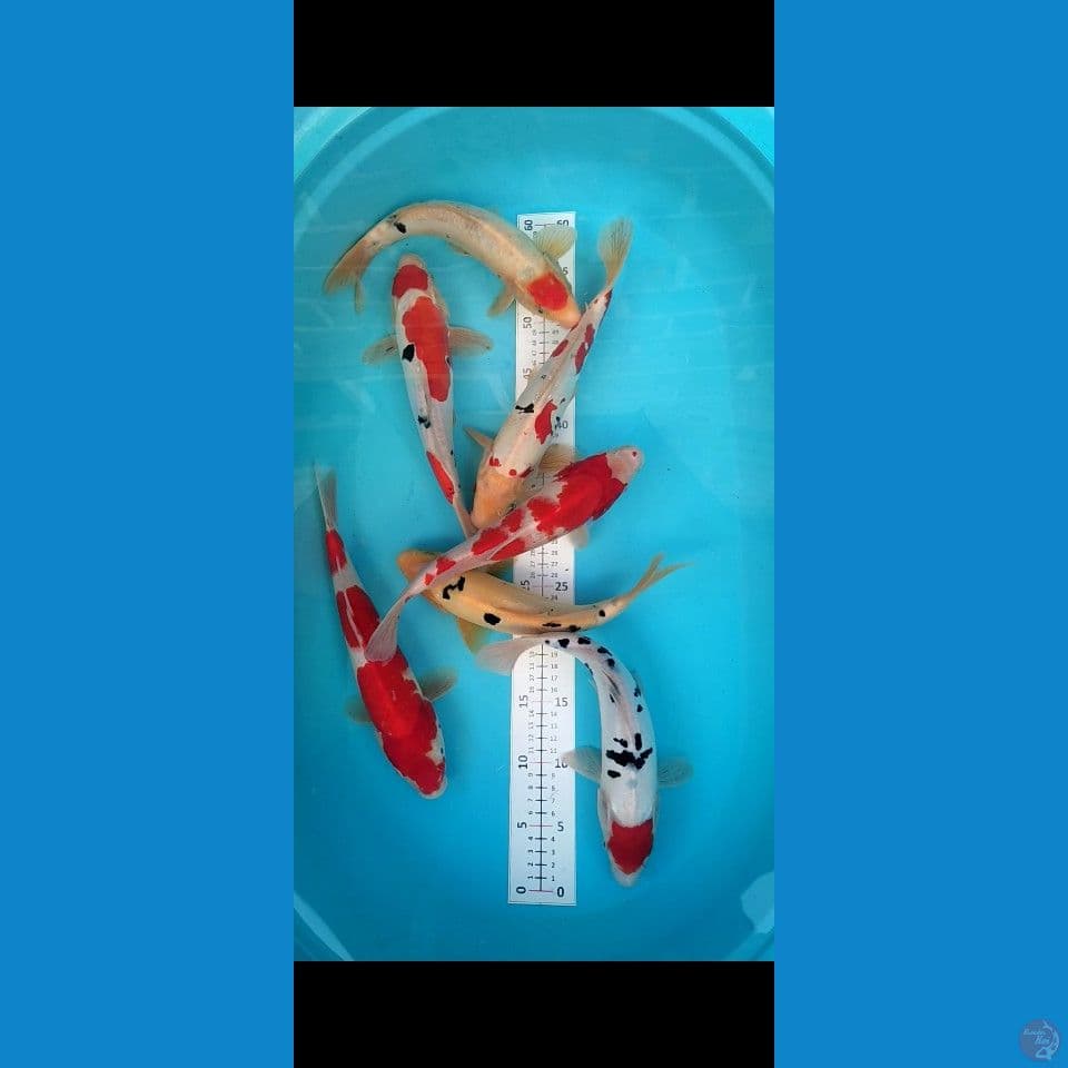 Doitsu 5ekor+sisik 2ekor 28-30cm (7ekor)