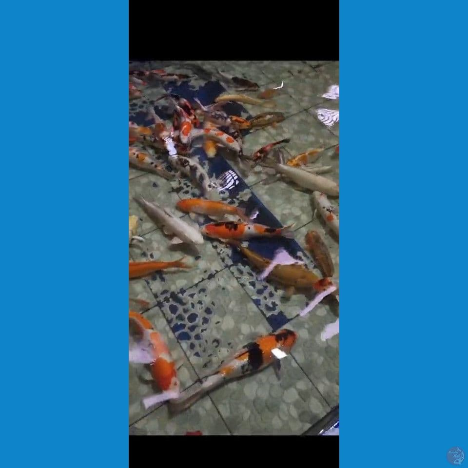 borongan jumbo2 renop kolam 40 60 cm rata2 45 55