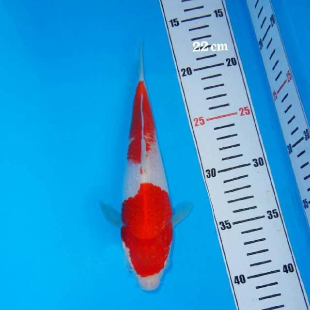 Quality Kohaku