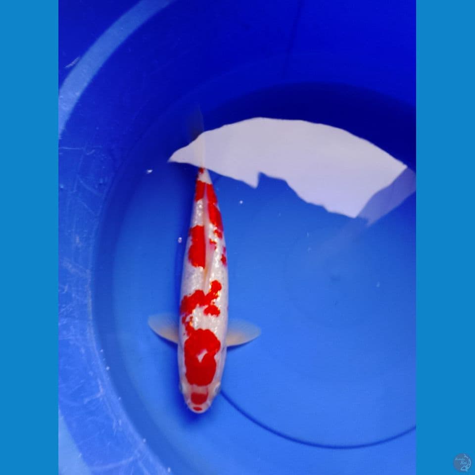 kohaku ginrin padat