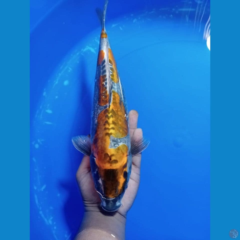 KIKO INAZUMA 33 CM