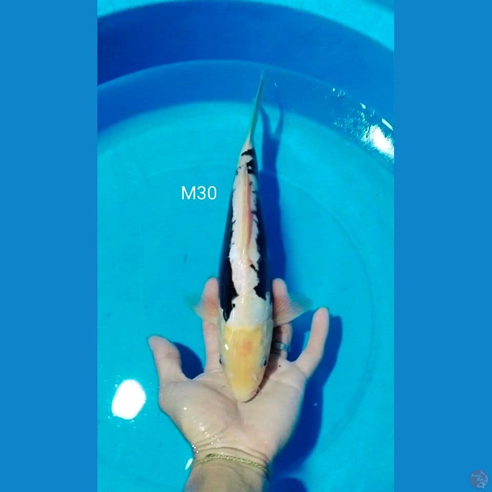 kumonryu male 30cm