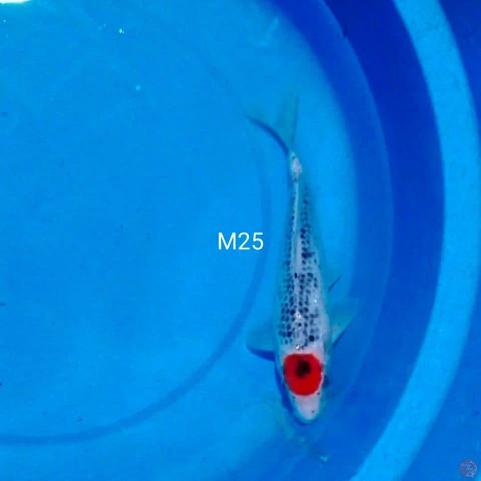 male 25cm