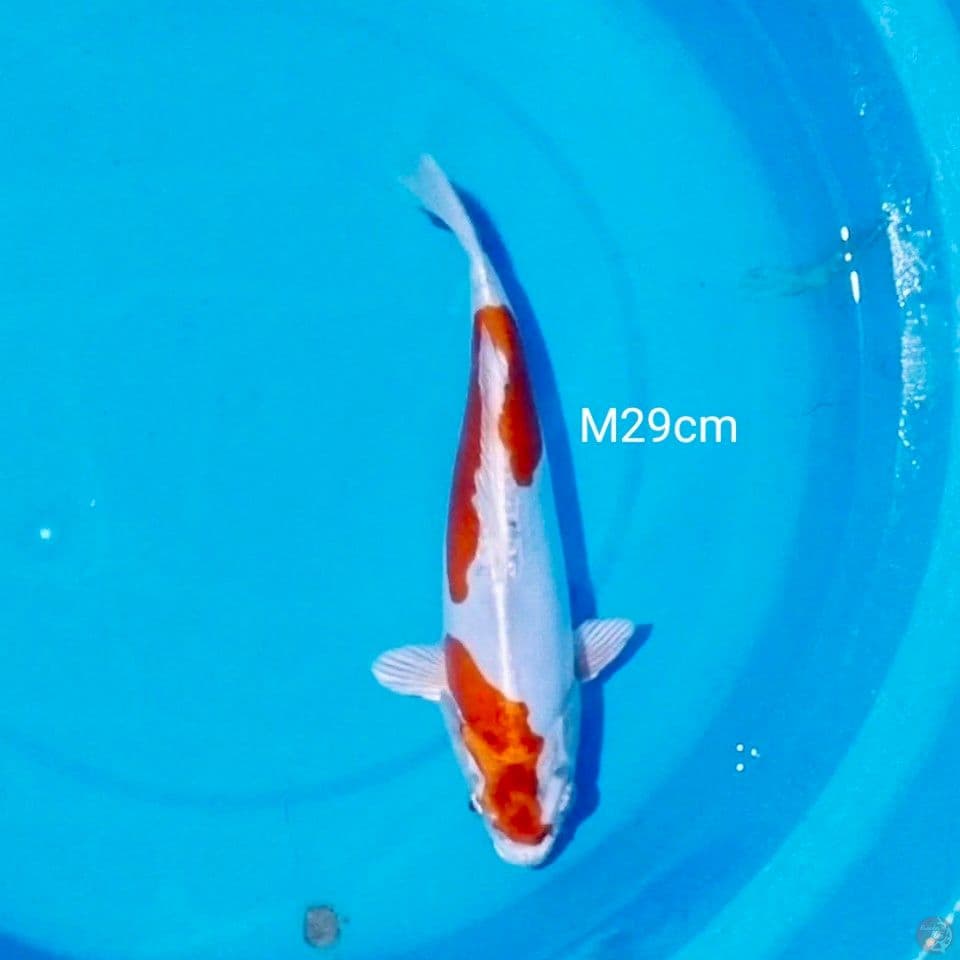 male 29cm