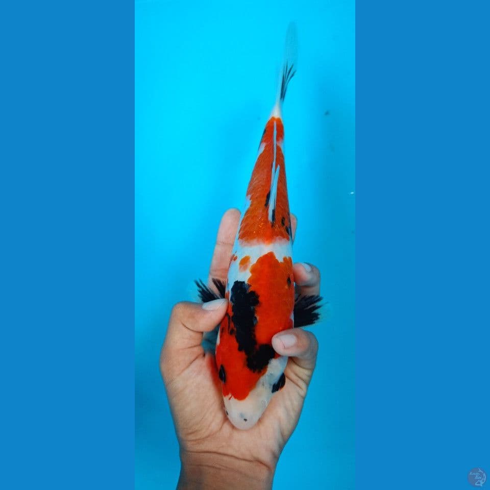 Showa 27cm