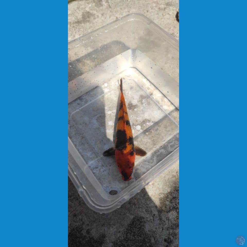 hi utsuri 16 cm