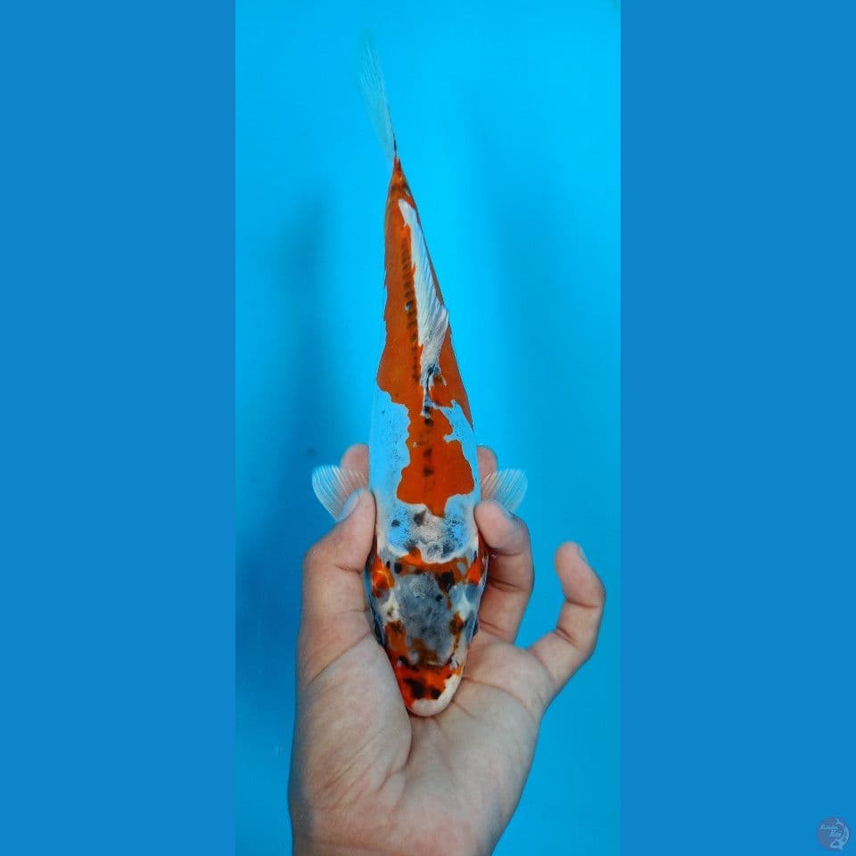kujaku doitsu 26cm