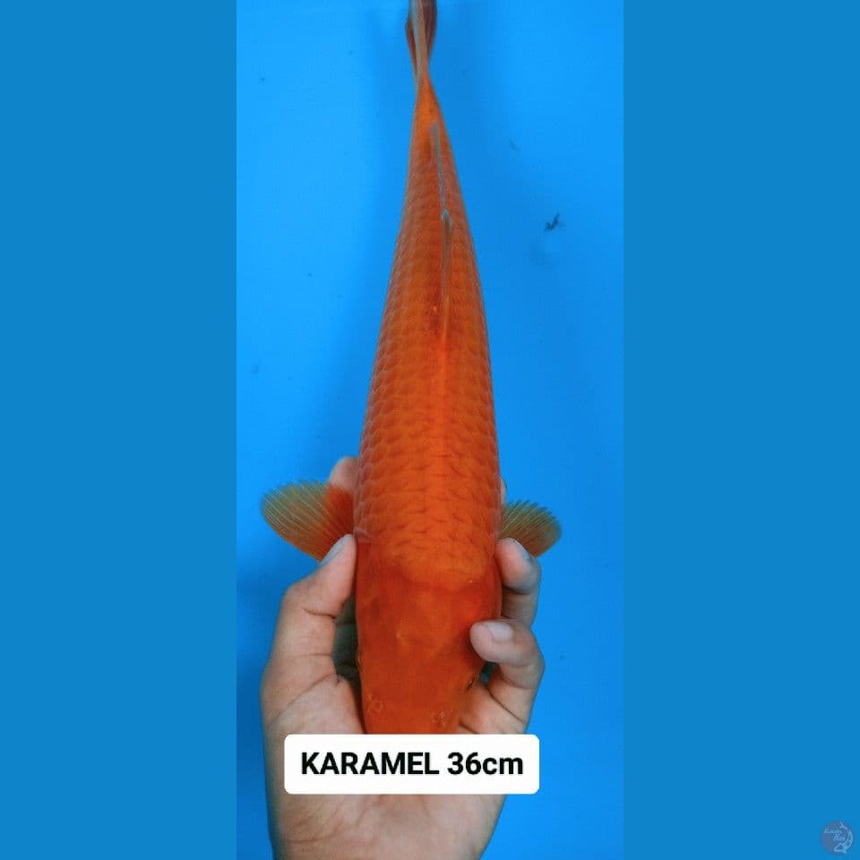 karamel 36cm