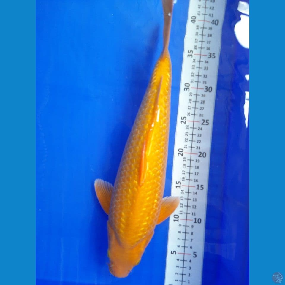 37cm