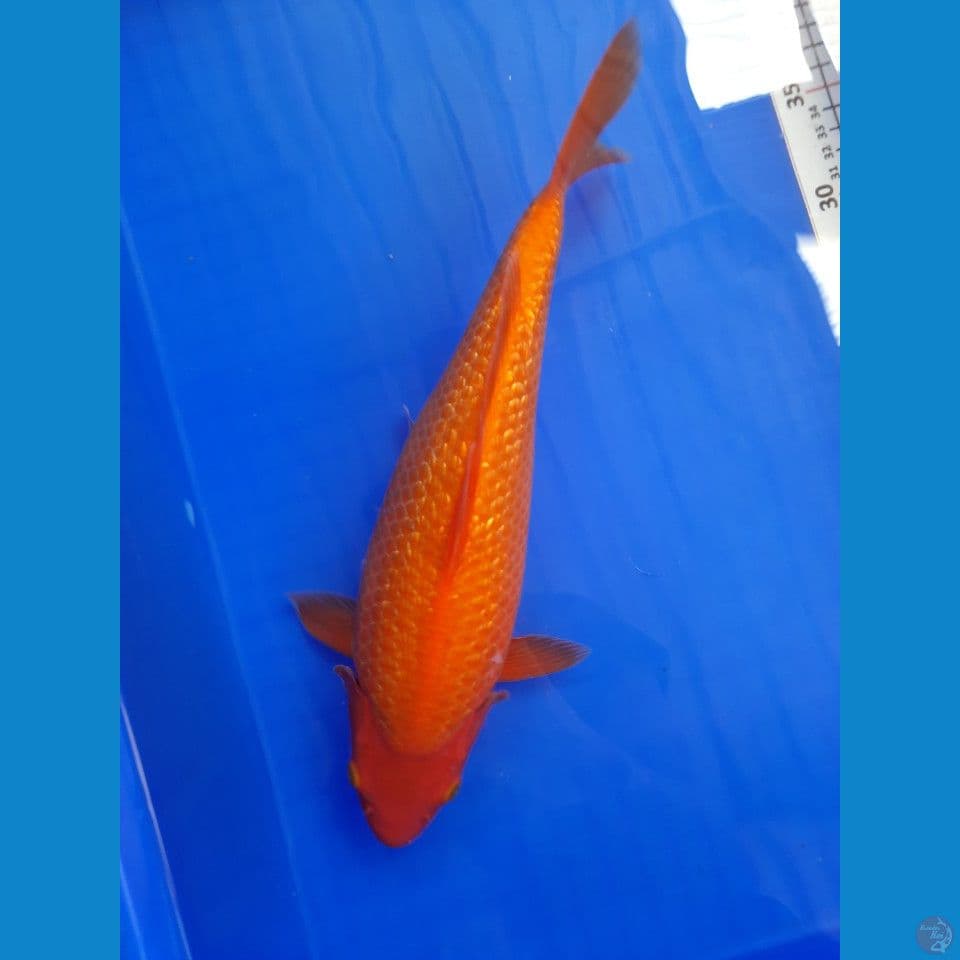 33cm