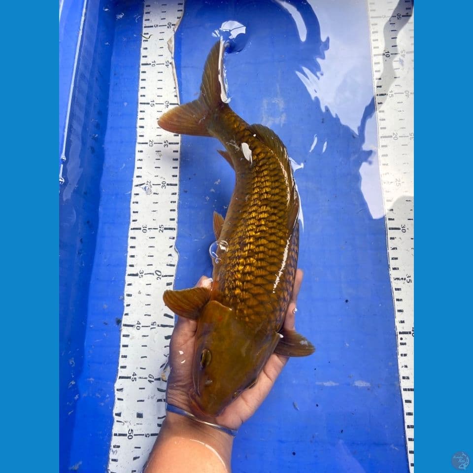 jantan 34 cm midori punuk