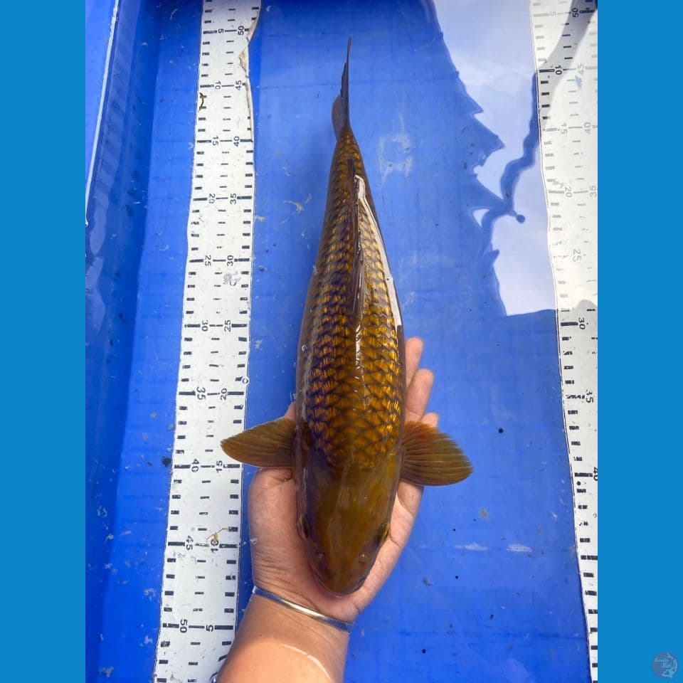 jantan 34 cm midori punuk