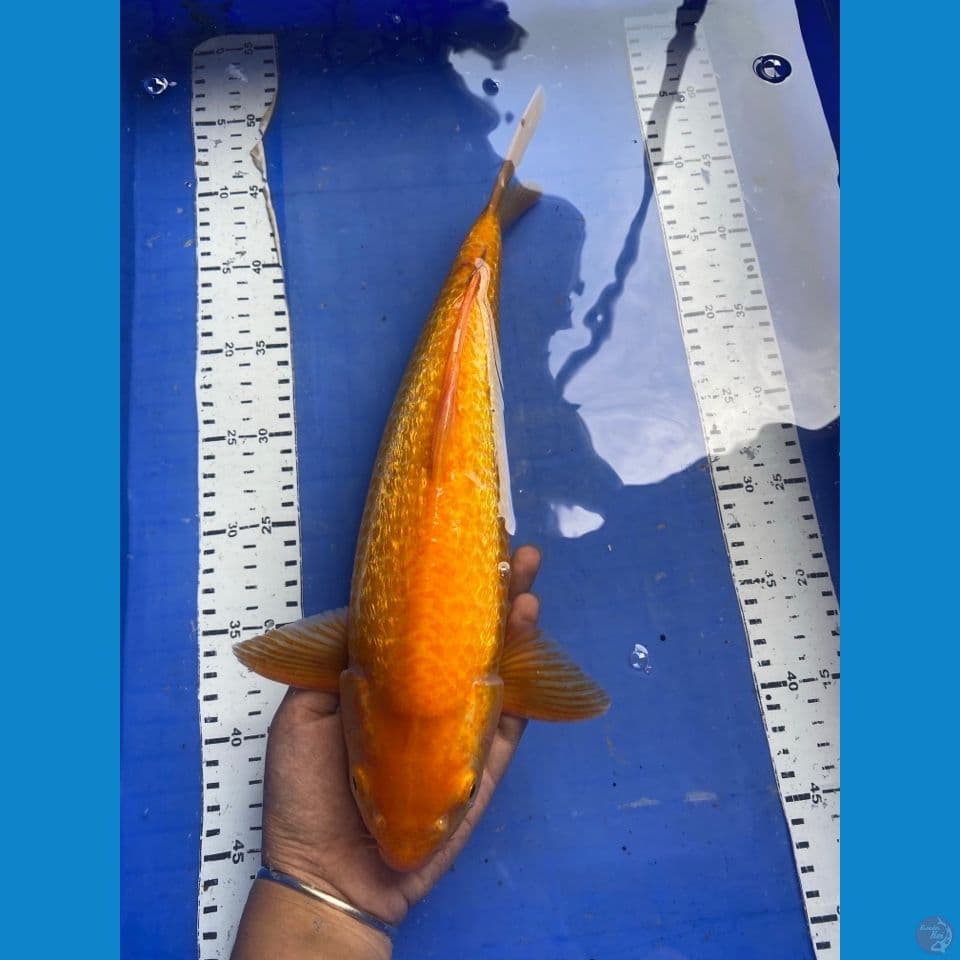 37 jantan punuk karashi manggo
