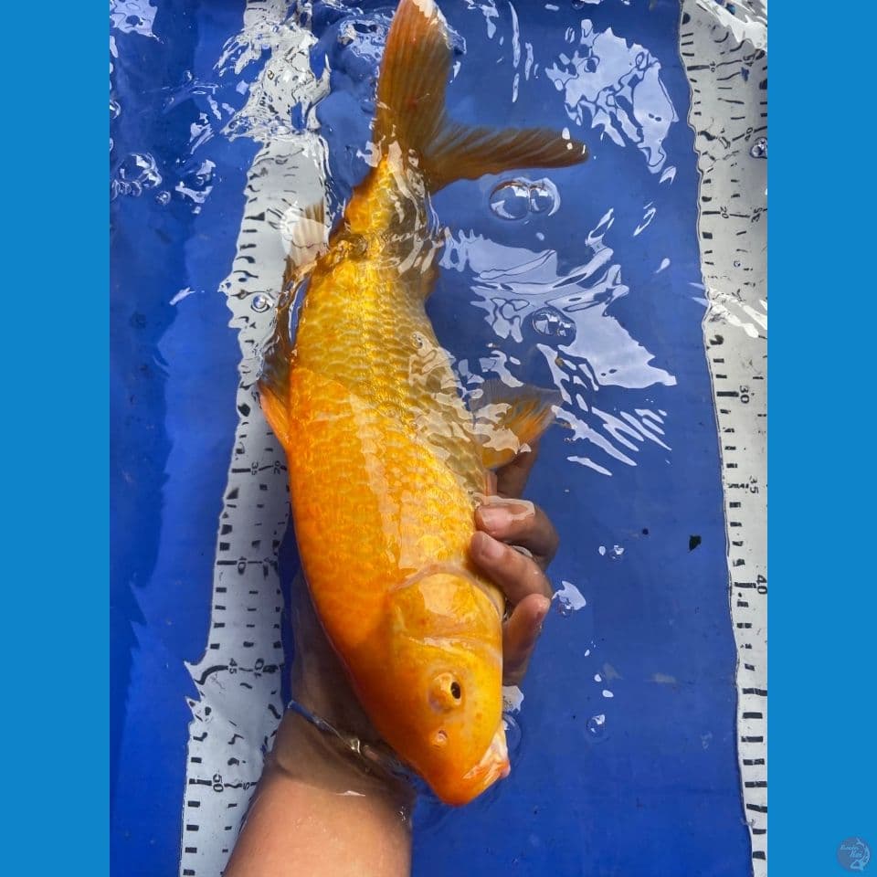 37 jantan punuk karashi manggo
