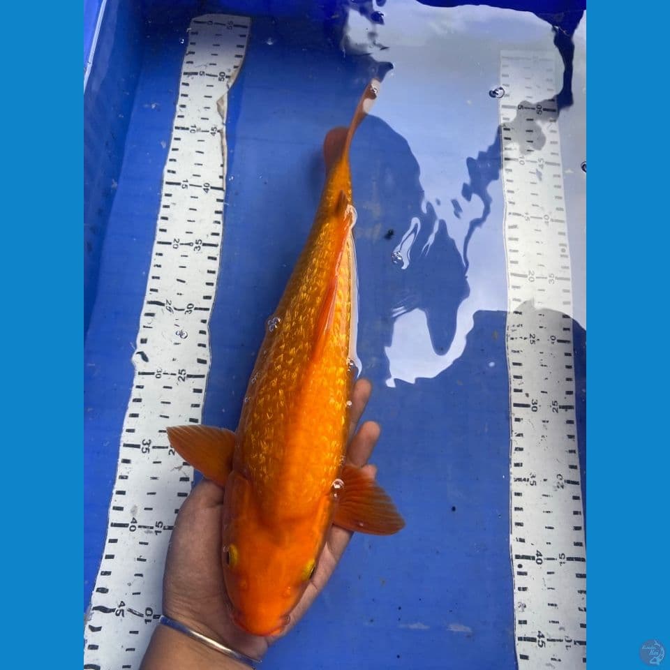 35 jantan karashi manggo