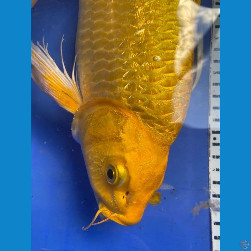 mukasi sleyer punuk 40 cm