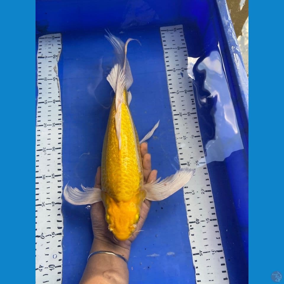 punuk penari kolam mukasi