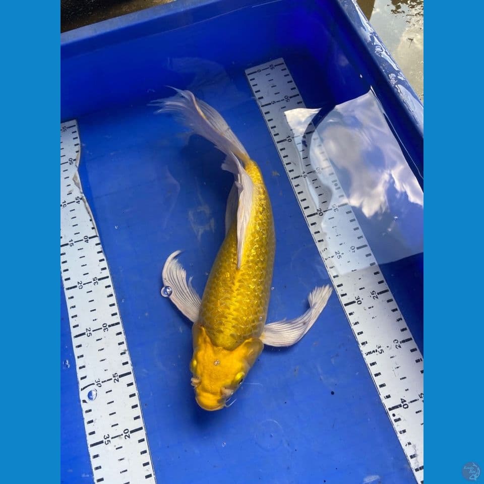 punuk penari kolam mukasi
