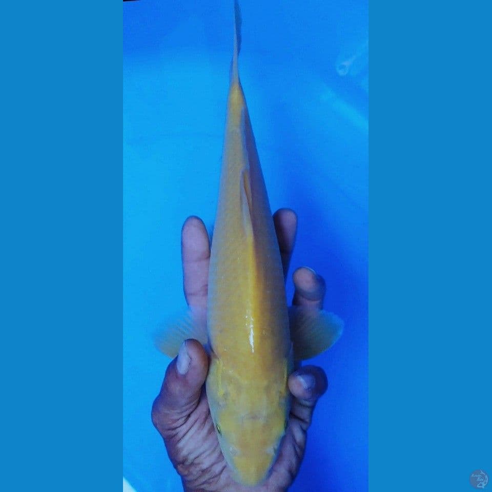 karashi mata merah