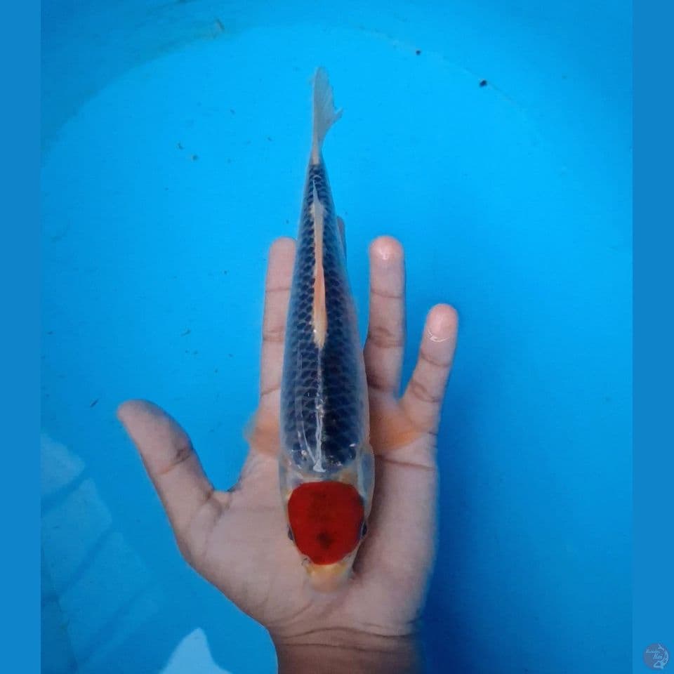 tc goshiki original 25cm (male)