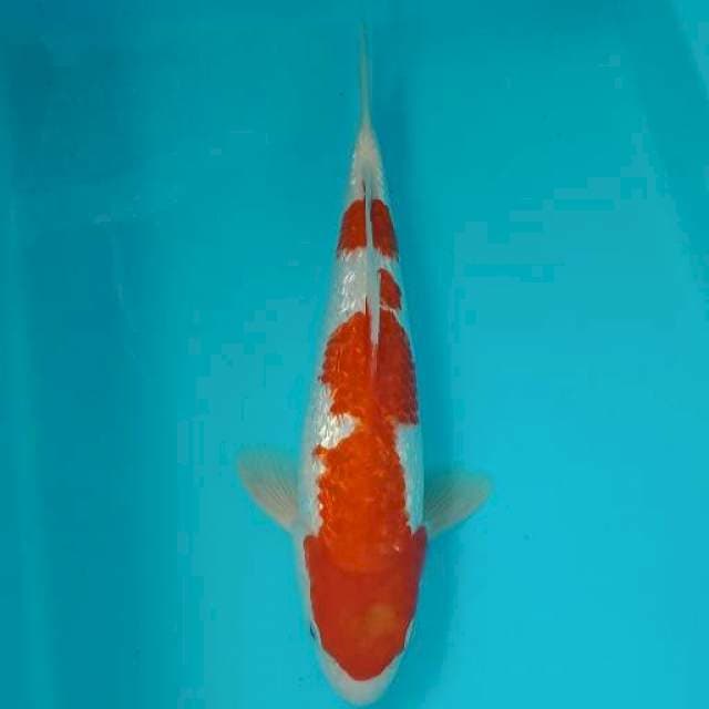 Kohaku ginrin 29 cm