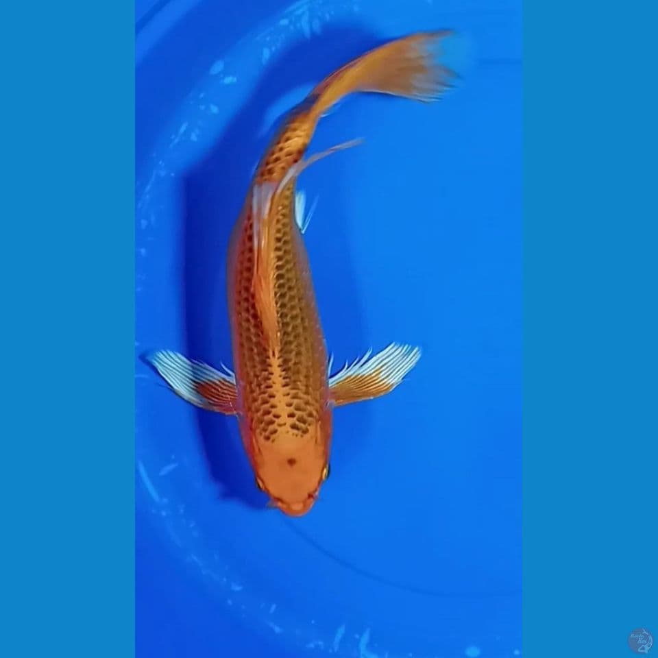 SLELEYER AKAMATSUBA 40 CM