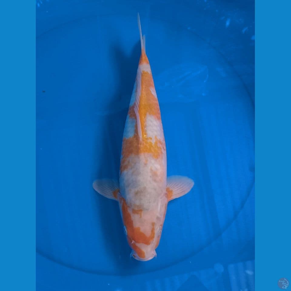 SABI KOYI 35 CM
