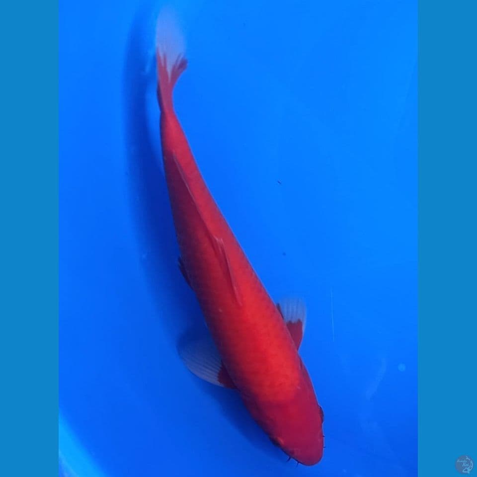 SUPER RED AKAHAJIRO 32CM MALE