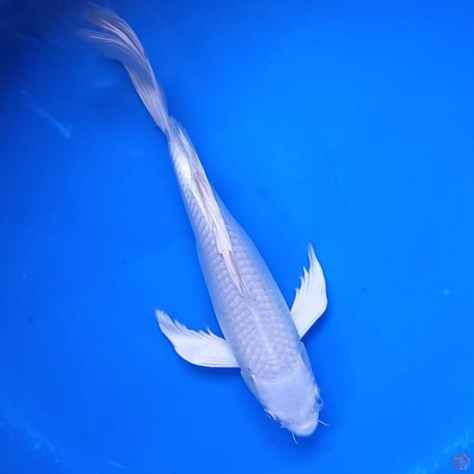 PLATINUM KUMPAI 32CM