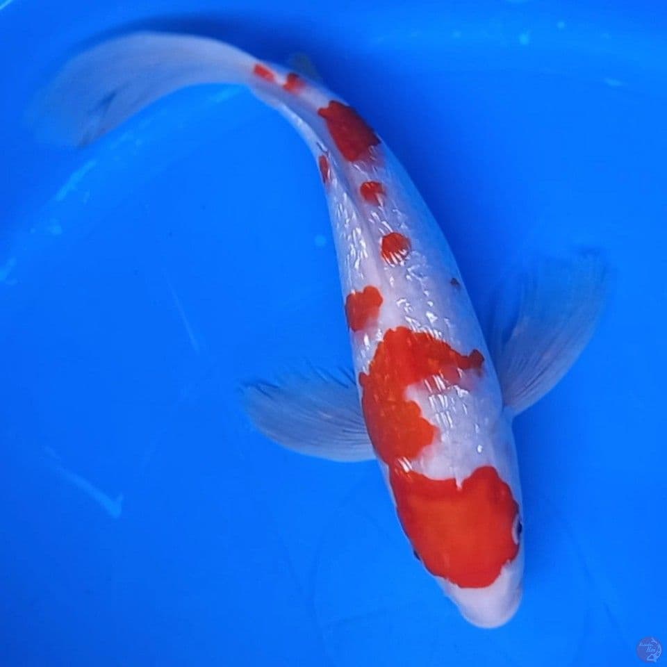 KUMPAI KOHAKU GINRIN 34CM