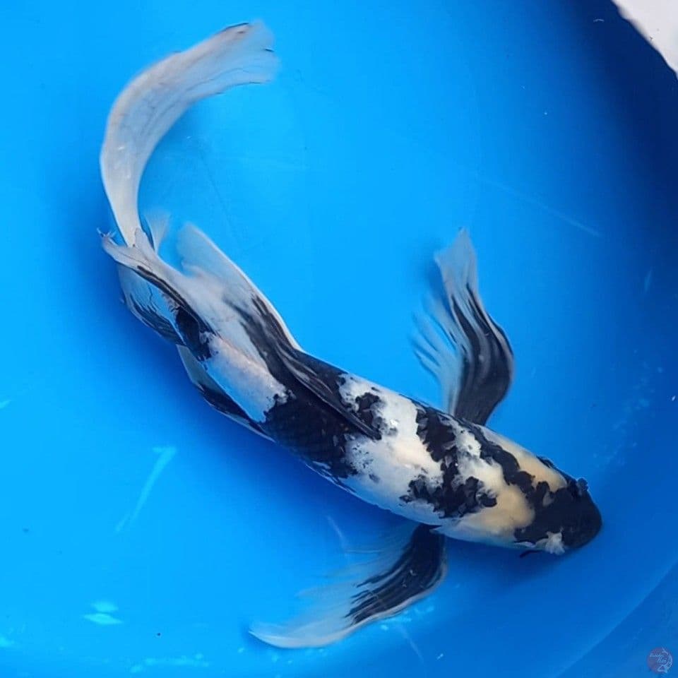 KUMPAI SHIRO 37CM MALE