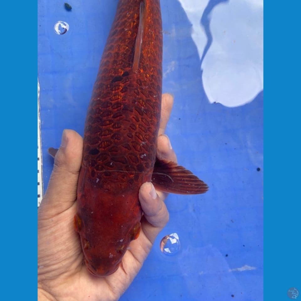 chagoi jantan karamel